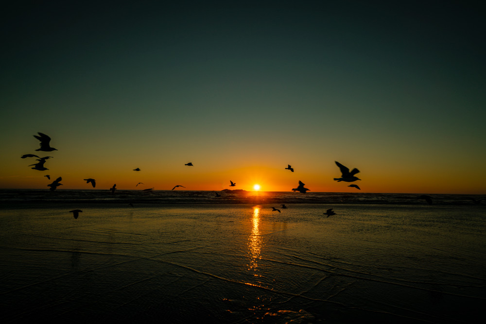 Sunset With Gulls Photography Art | OMS Photo Art Store