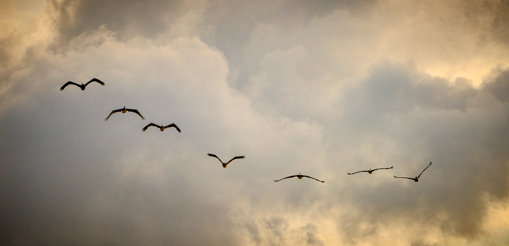 Pelicans In Formation Photography Art | OMS Photo Art Store