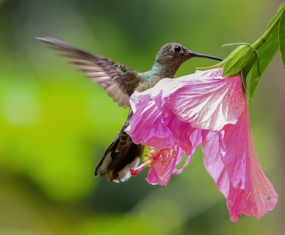 Hummingbird on Hibiscus