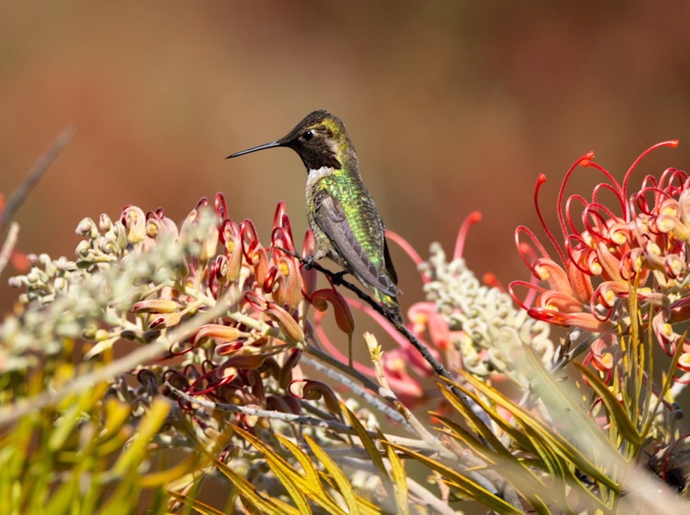Annas Hummingbird Art | Dennis Ariza Photography
