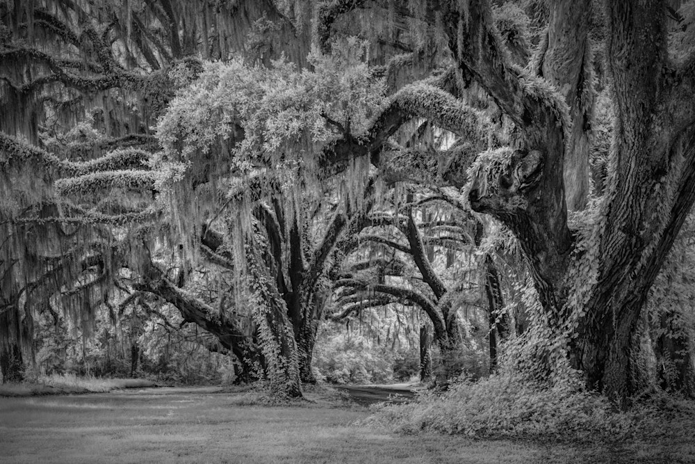 Carolina Canopy Infrared B/W Photography Art | membymaryanne.com