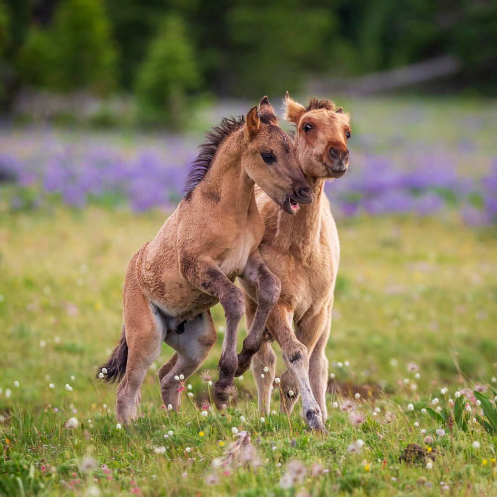 Wild mustang foals frolicking in mountain meadow