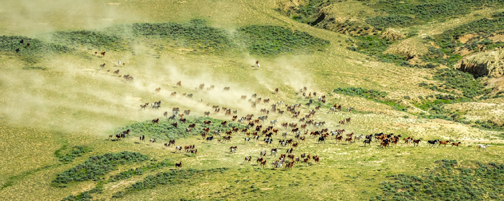 A wild mustang stampede in Wyoming
