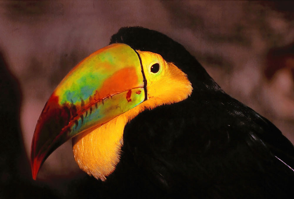 Birds Toucan Headshot Costa Rica 9875 Photography Art | Christina Rudman Photography
