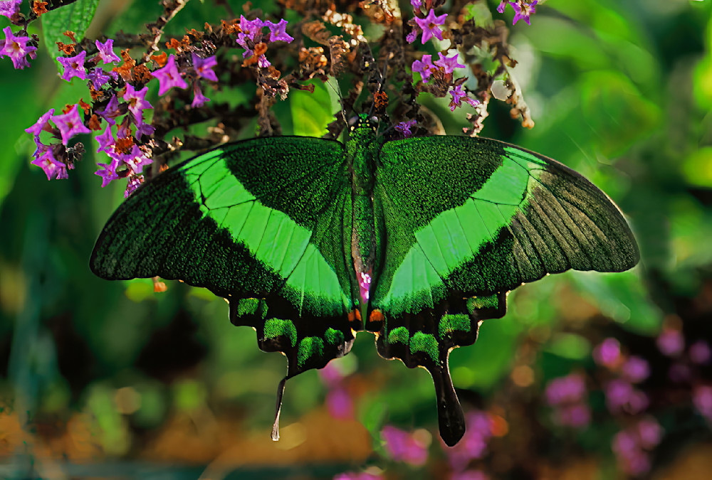 Butterfly Emerald Swallowtail Indonesia 9292 Photography Art | Christina Rudman Photography