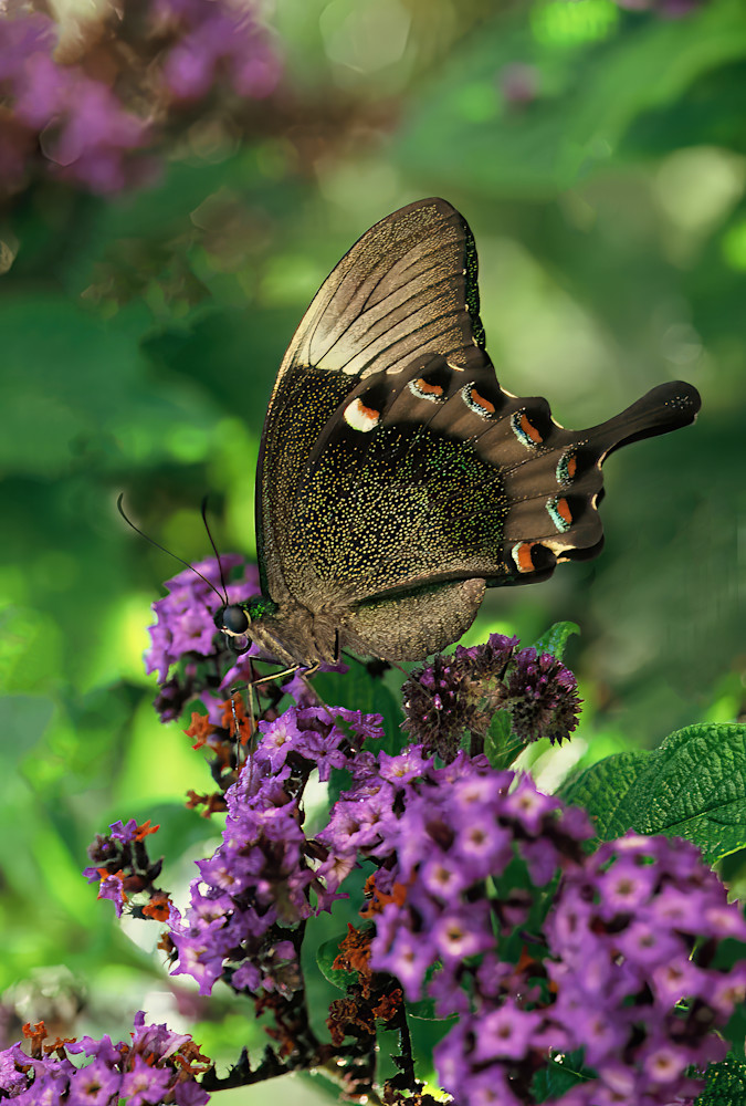 Butterfly Emerald Swallowtail Indonesia 7171 Photography Art | Christina Rudman Photography