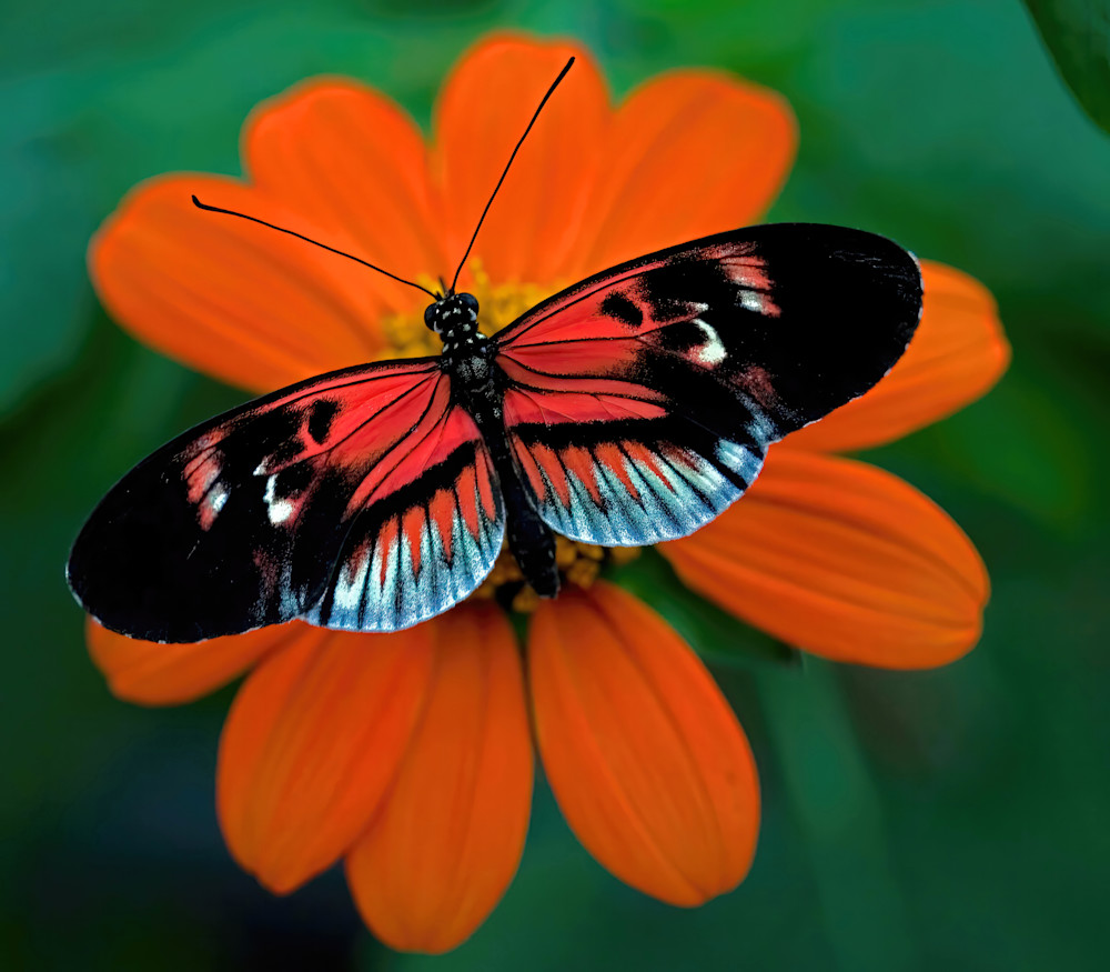 Piano Key Butterfly Red Orange Flower Honduras 8189 Photography Art | Christina Rudman Photography