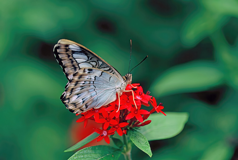 Butterfly Clipper Florida 8181 Photography Art | Christina Rudman Photography