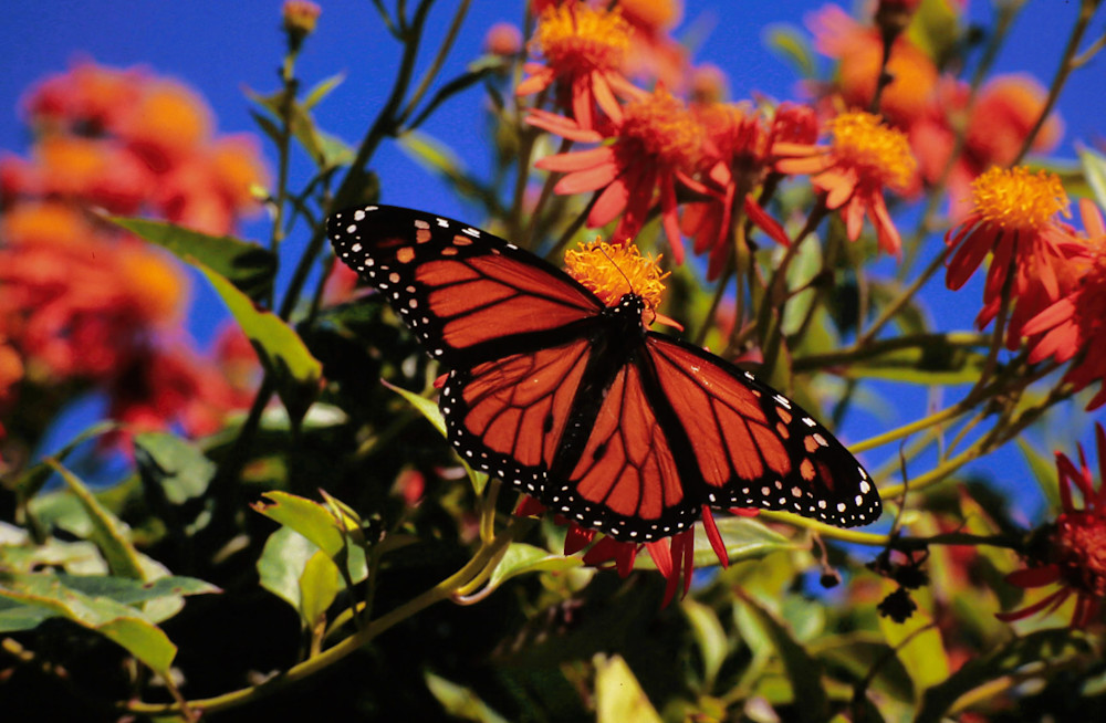 Butterfly Monarch Orange Florida 7912 Photography Art | Christina Rudman Photography