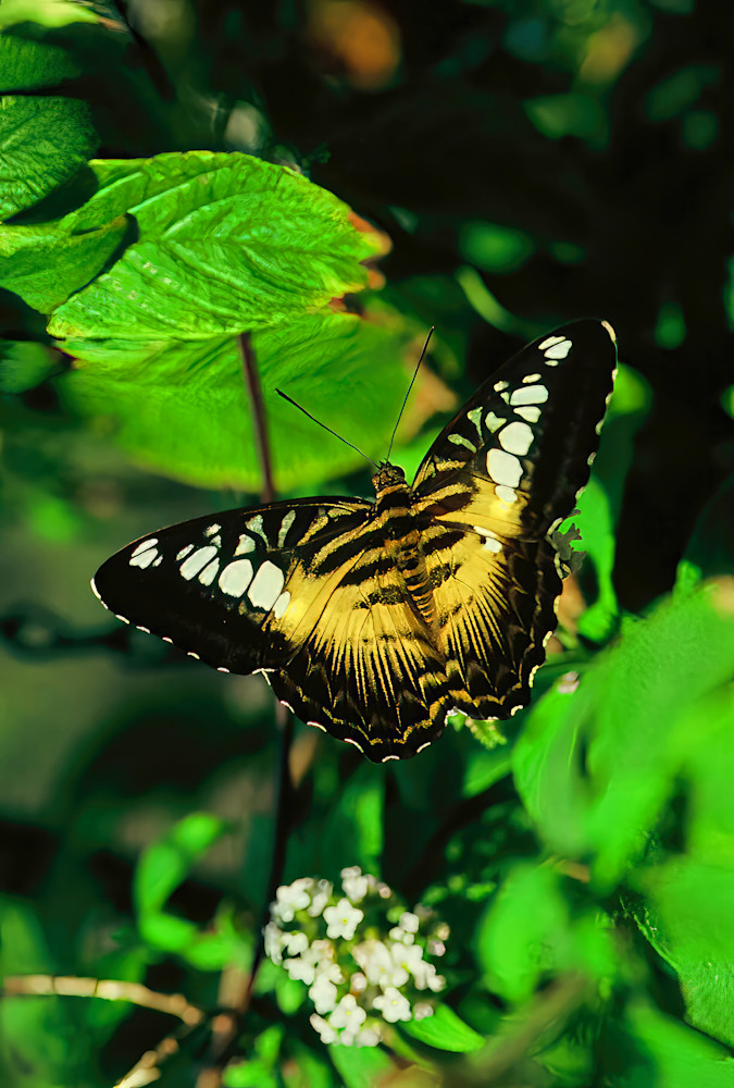 Butterfly Clipper Philippines 6868 Photography Art | Christina Rudman Photography
