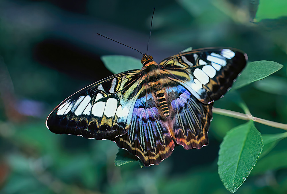 Butterfly Parthenos Sylvia Philippines 5050 Photography Art | Christina Rudman Photography