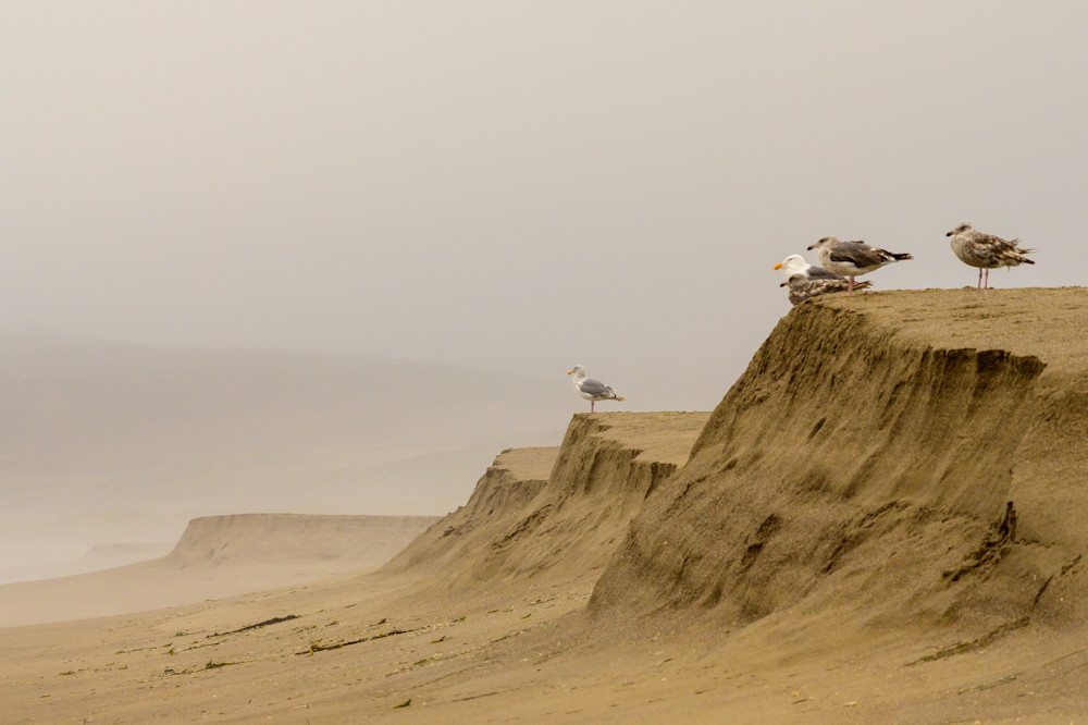 Gulls In The Coastal Fog Photography Art | Aaron Miller Photography 
