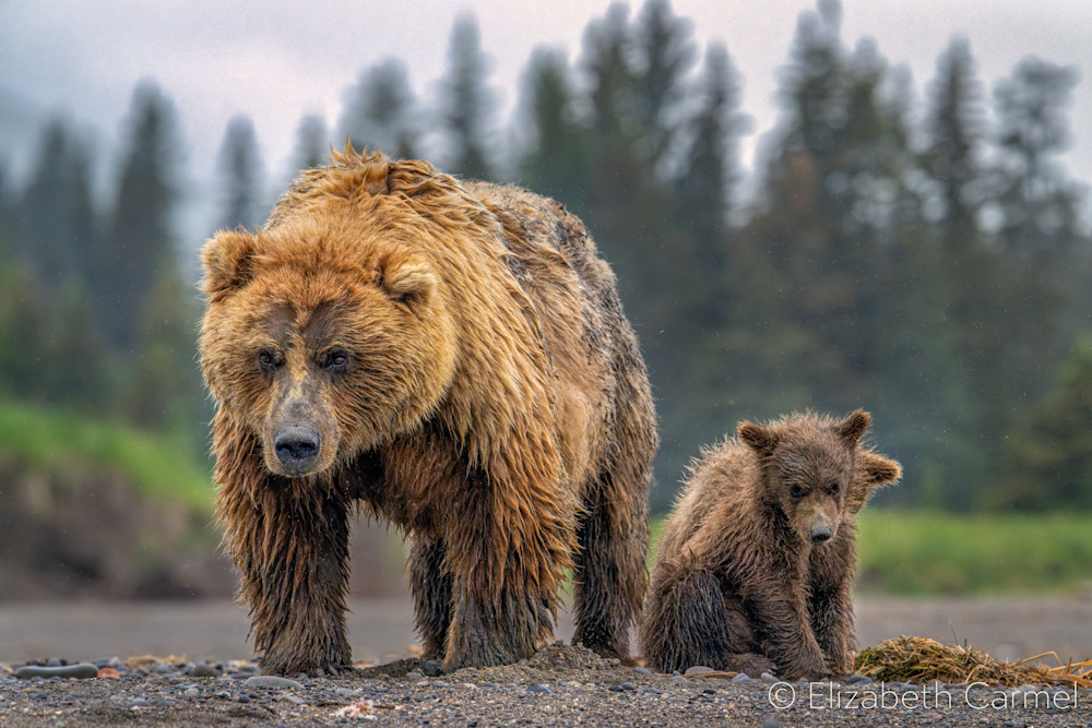 Grizzly Mom Cubs Art | The Carmel Gallery
