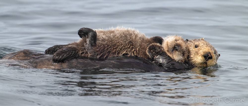Otter Cuddle Art | The Carmel Gallery