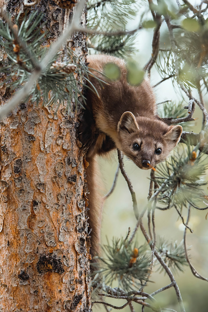 Pine Marten   Silverthorne, Colorado Photography Art | matthewryanphoto