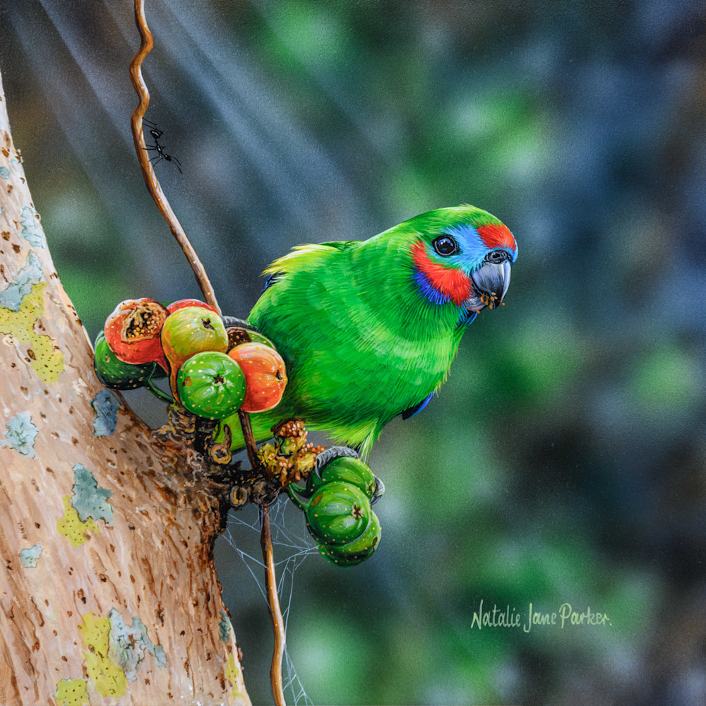 Double-eyed Fig-Parrot (Cyclopsitta diophthalma) Australian Wildlife Art by Natalie Jane Parker