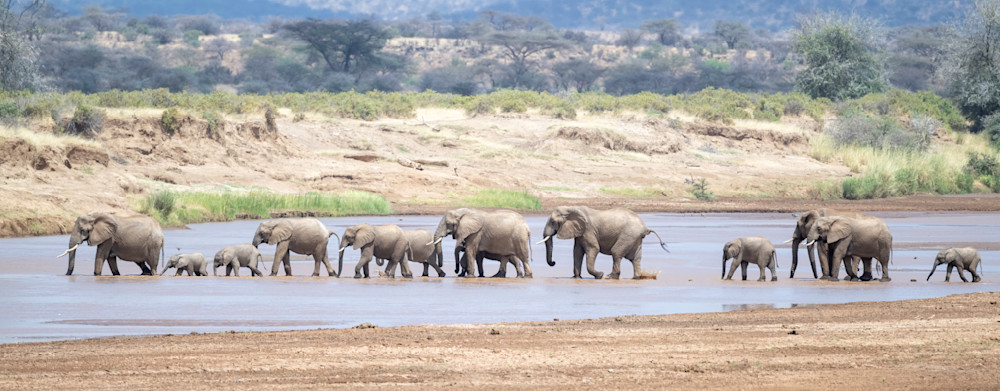 Elephant River Crossing Samburu Game Reserve, Kenya, Africa  Photography Art | Tom Ingram Photography