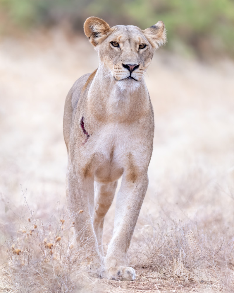 Lion Female On The Hunt Showing Her Battle Scares, Samburu Game Reserve, Kenya, Africa  Photography Art | Tom Ingram Photography