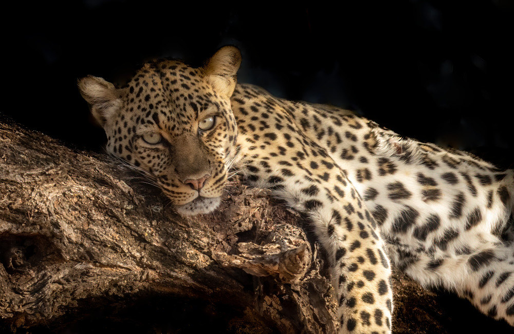 Leopard Resting In Tree, Samburu Game Reserve, Kenya ,Africa  Photography Art | Tom Ingram Photography