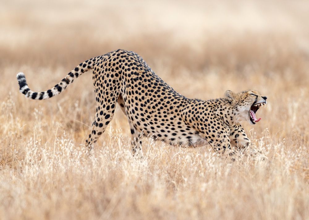 Cheetah Mother Stretching After An Afternoon Nap,  Samburu Game Reserve, Kenya, Africa  Photography Art | Tom Ingram Photography