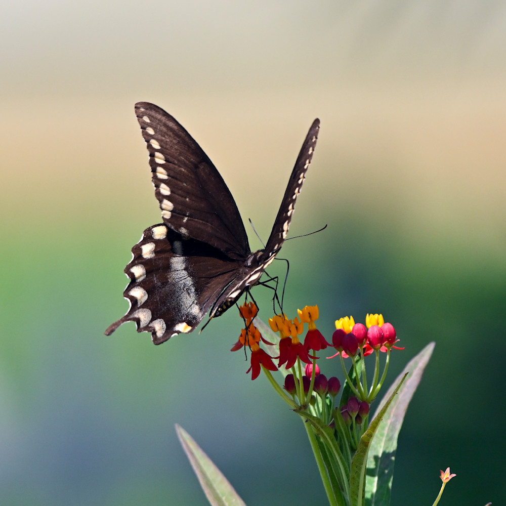 Swallowtail Atop Milkweed Photography Art | Don Kerner Photography