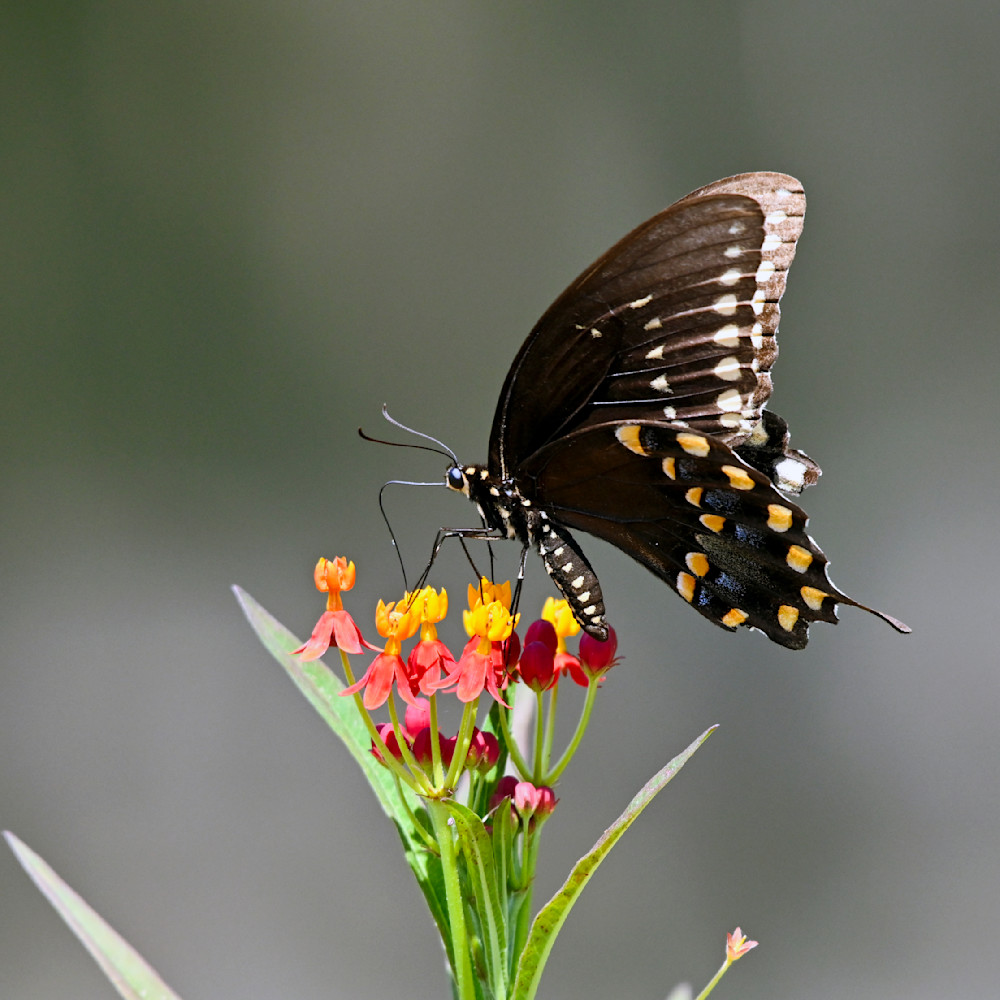 Swallowtail Profile Photography Art | Don Kerner Photography