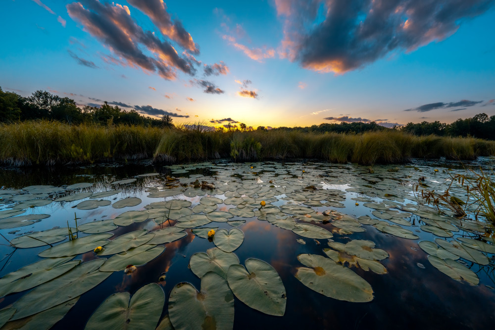 Lily Pads And Cotton Candy Art | Trevor Pottelberg Photography