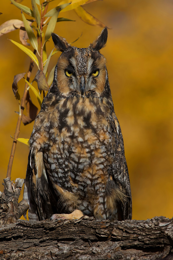 Owl Long Eared Autumn 3028 Photography Art | Christina Rudman Photography