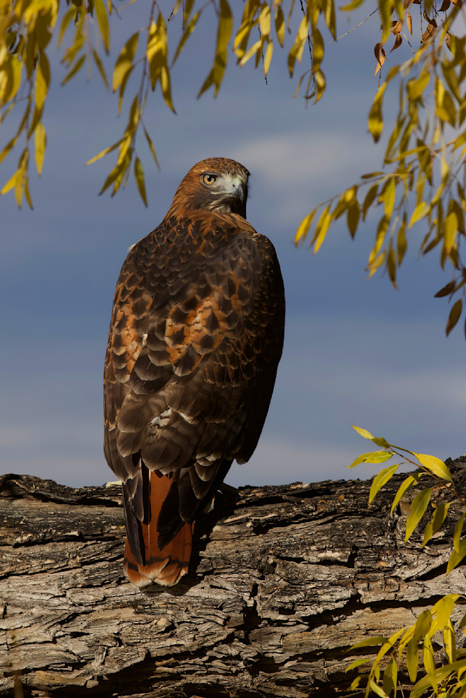 Hawk Red Tailed Autumn On Tree Limb 2858 Photography Art | Christina Rudman Photography