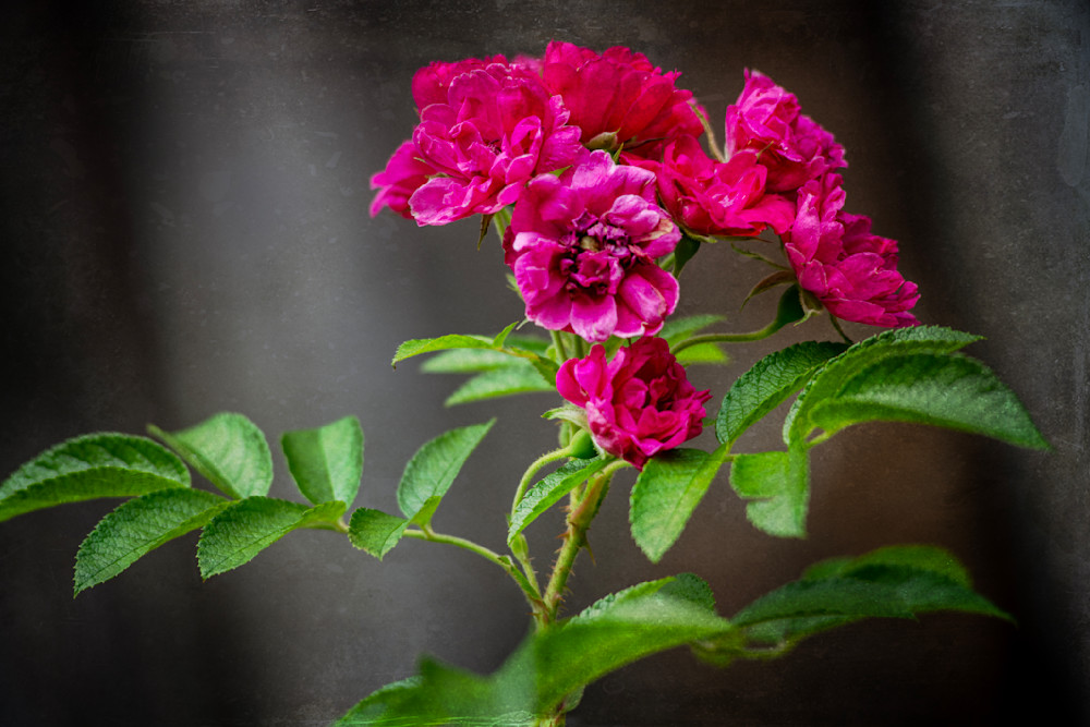 Old Garden Roses Photography Art | Lori Ballard Photography