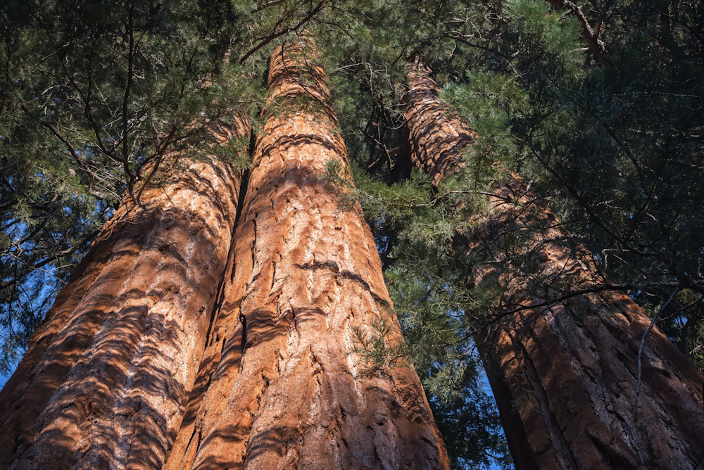 Sequoia trees in General Grant Grove