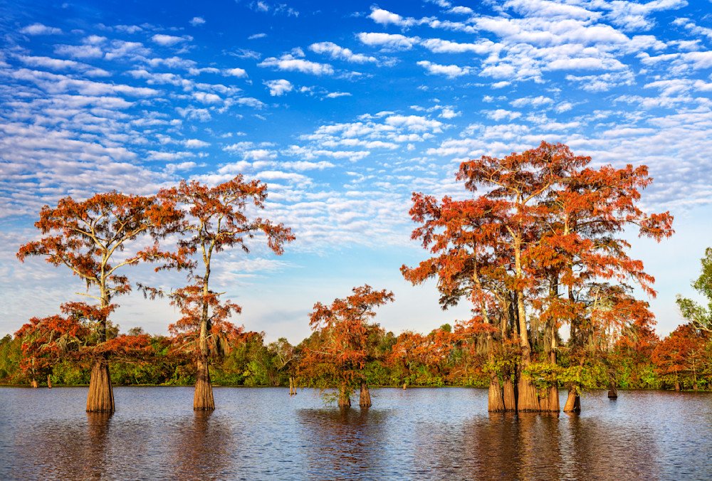 Cypress Splendor — Louisiana swamp fine-art photography prints