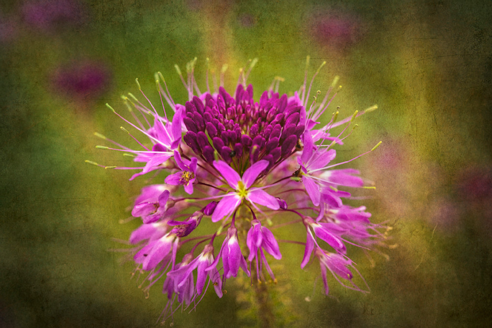 Rocky Mountain Bee Plant No. 03 Photography Art | Lori Ballard Photography