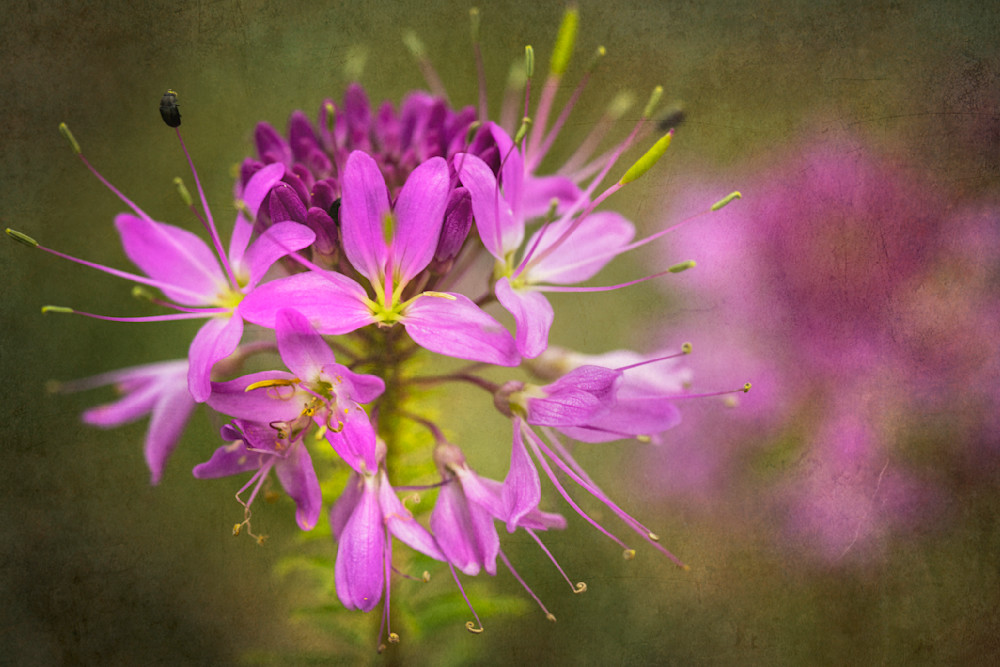 Rocky Mountain Bee Plant No. 05 Photography Art | Lori Ballard Photography