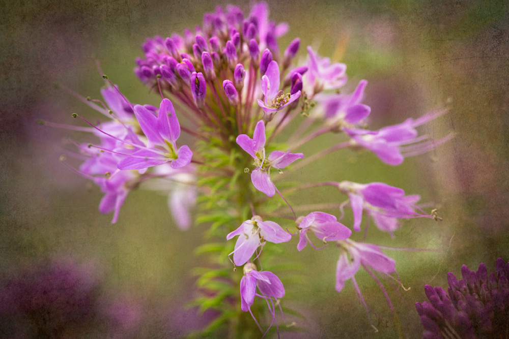 Rocky Mountain Bee Plant No. 01 Photography Art | Lori Ballard Photography
