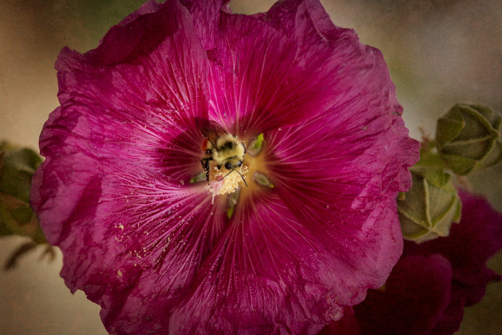 Hollyhock & Bee Photography Art | Lori Ballard Photography