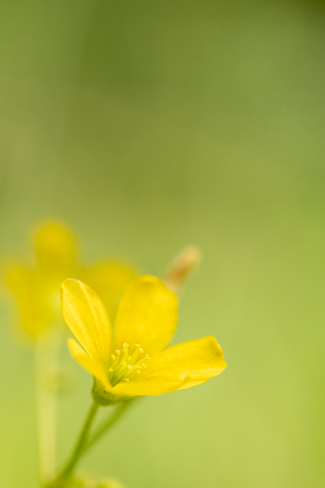 Common yellow woodsorrel