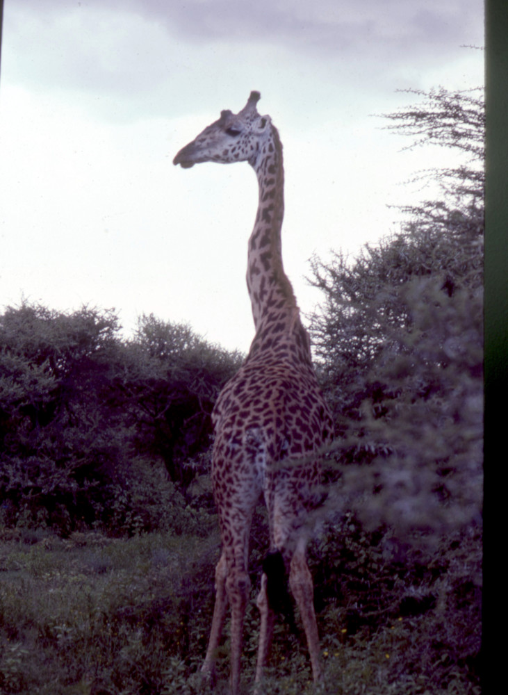 Giraffe 008 Photography Art | John Wolf Photo