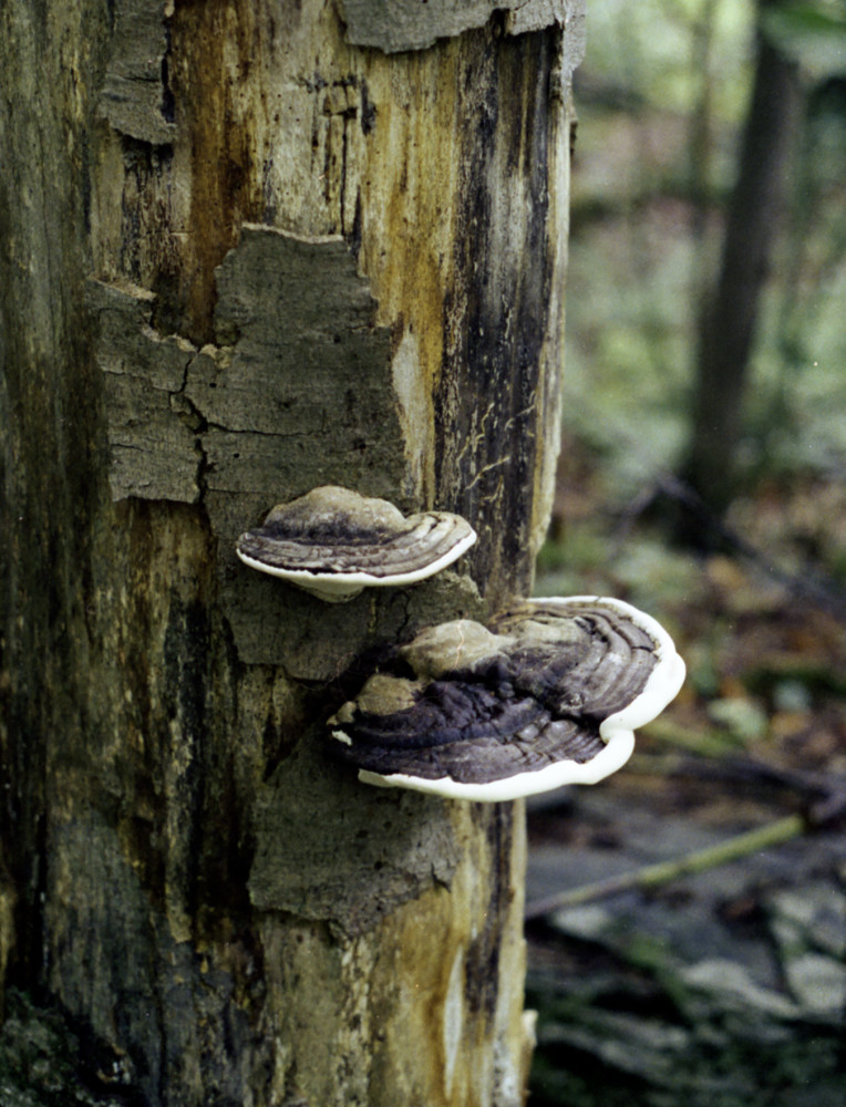 Tree Fungus  209 Photography Art | John Wolf Photo