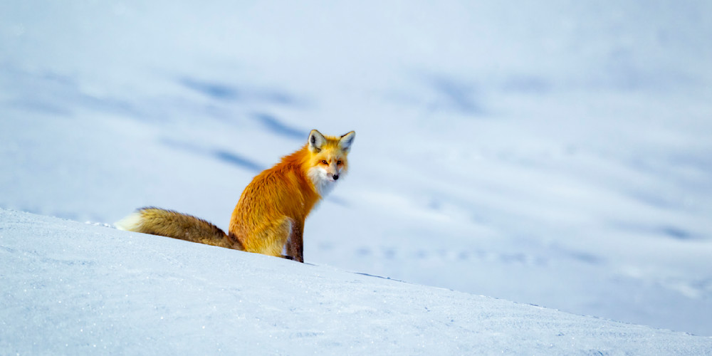 "Captivating Red Fox in Snowy Yellowstone Wilderness - Wildlife Photography"