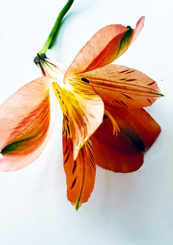 Still Life Flower 1 Art | Donna Starnes Creative
