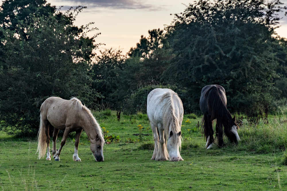 Peaceful Evening Grazing Photography Art | Playful Gallery by Rob Harrison