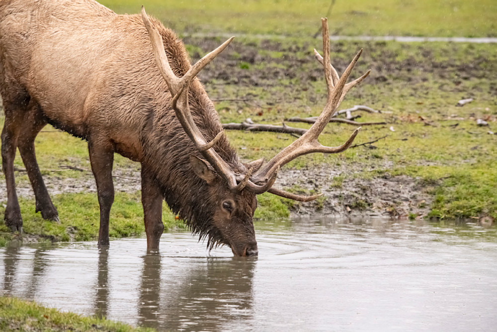 Bull Elk Drinking  Photography Art | Great Wildlife Photos, LLC