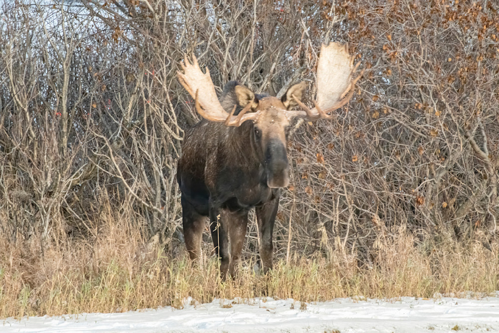 Bull Facing Off  Photography Art | Great Wildlife Photos, LLC