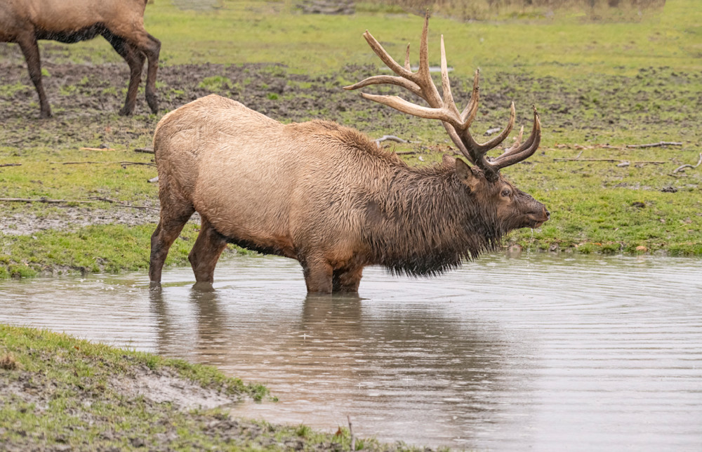 Bull In Water With Drool Rain Photography Art | Great Wildlife Photos, LLC