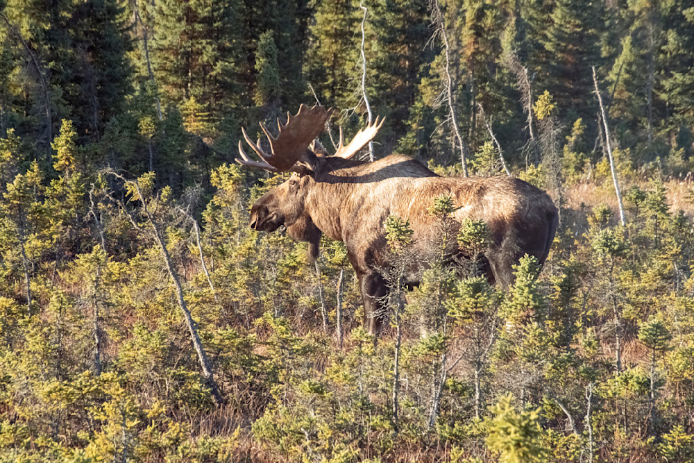 Bull Basking In Sun Photography Art | Great Wildlife Photos, LLC