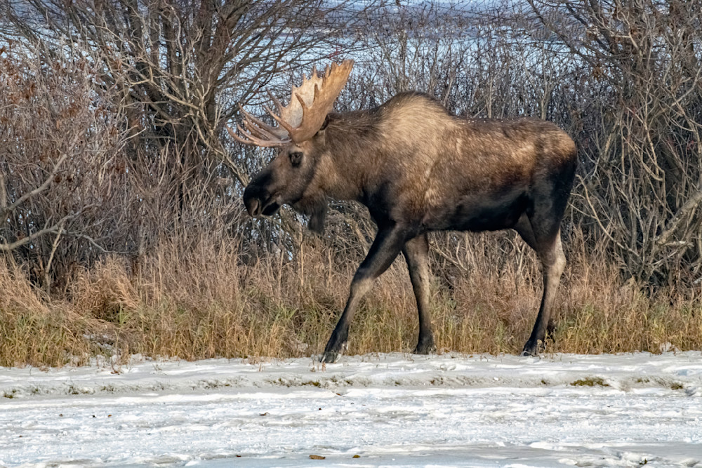 Bull In Winter Colors Photography Art | Great Wildlife Photos, LLC