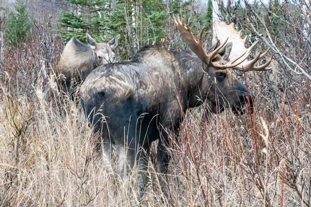 Bull Moose With Cow Photography Art | Great Wildlife Photos, LLC