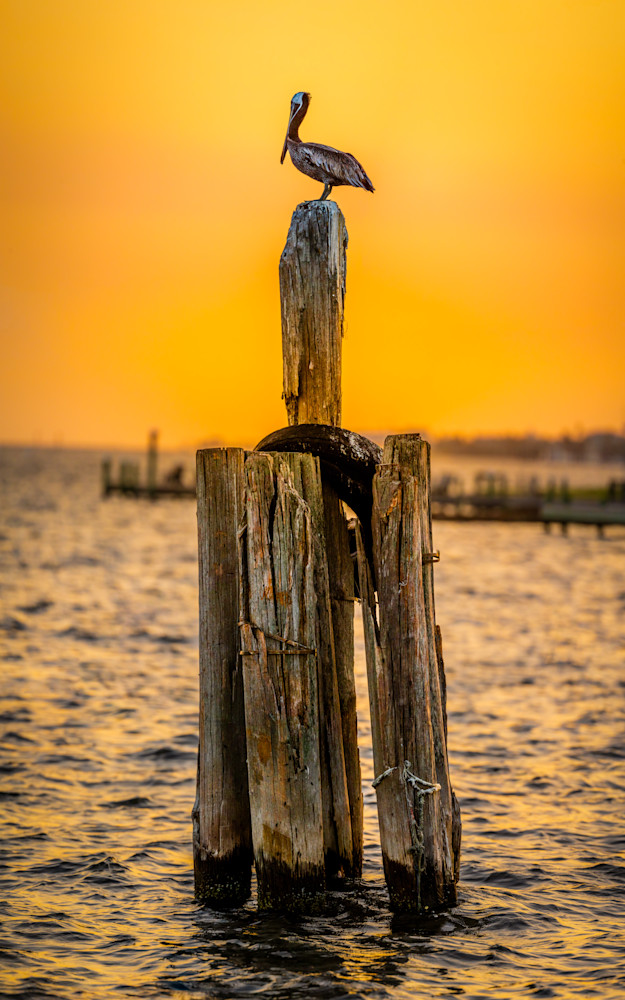 Pelican Perch Art | Dot Alford Photography