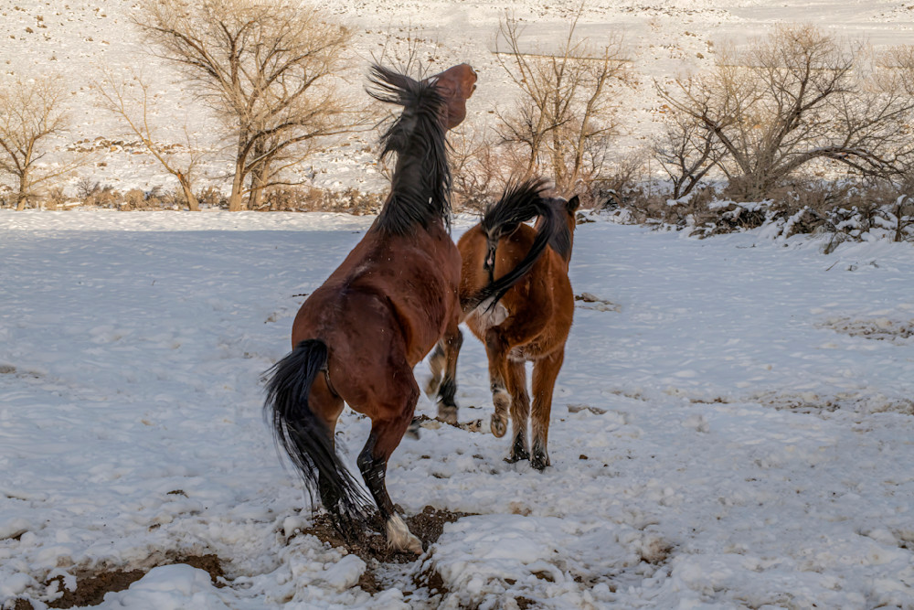 Kick Lined Up Photography Art | Great Wildlife Photos, LLC